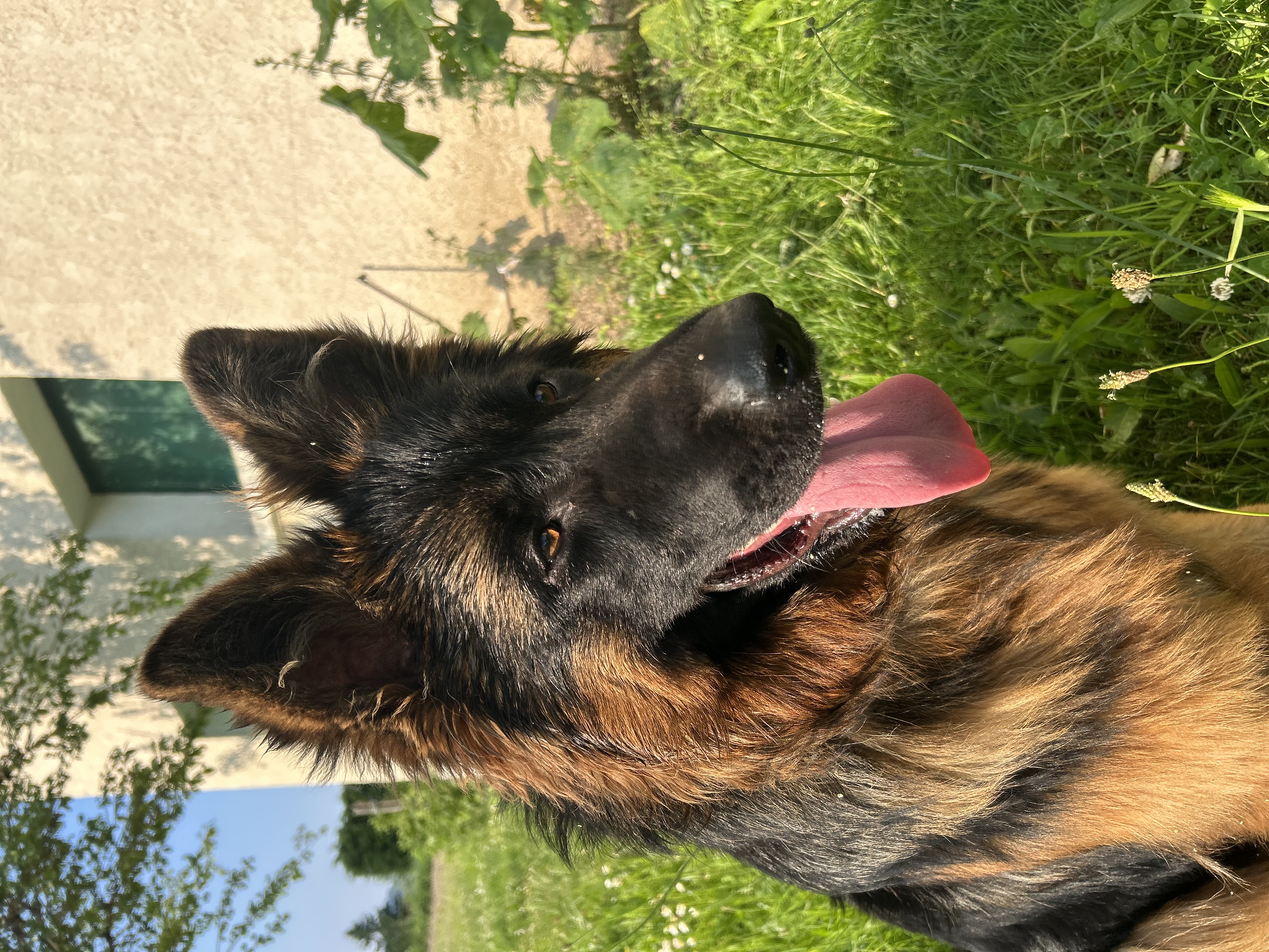 Berger Allemand à poil long